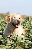 GOLDEN RETRIEVER 191
